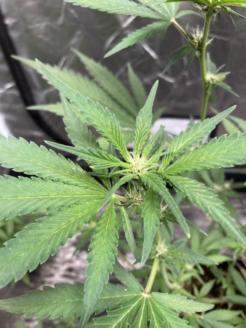 Getting Frosty with the Boys. Week 7