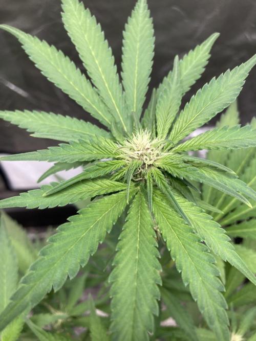 Getting Frosty with the Boys. Week 7