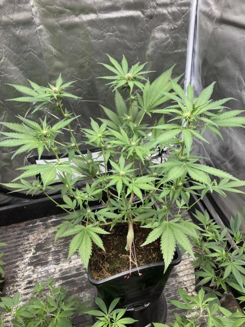 Getting Frosty with the Boys. Week 7