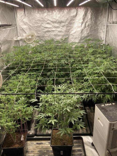 Colorado Nightshifter (Relentless). Week 18