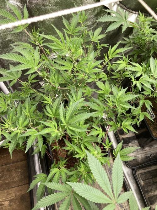 Colorado Nightshifter (Relentless). Week 18