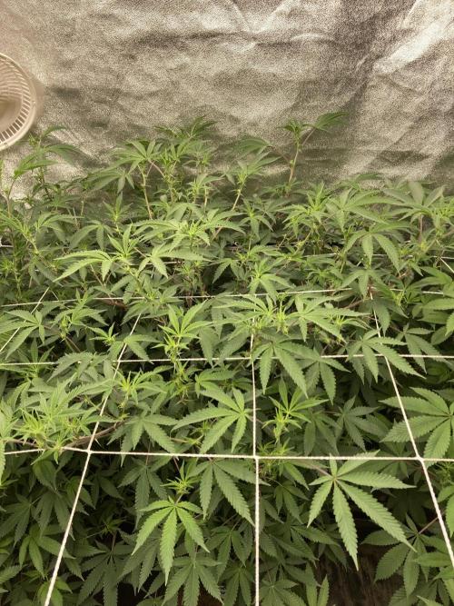 Colorado Nightshifter (Relentless). Week 18