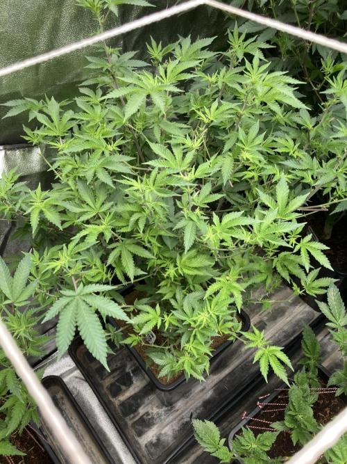 Colorado Nightshifter (Relentless). Week 18