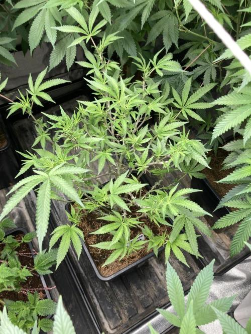 Colorado Nightshifter (Relentless). Week 18