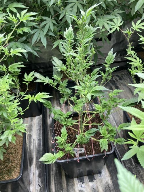 Colorado Nightshifter (Relentless). Week 18