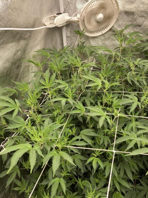 Colorado Nightshifter (Relentless). Week 18