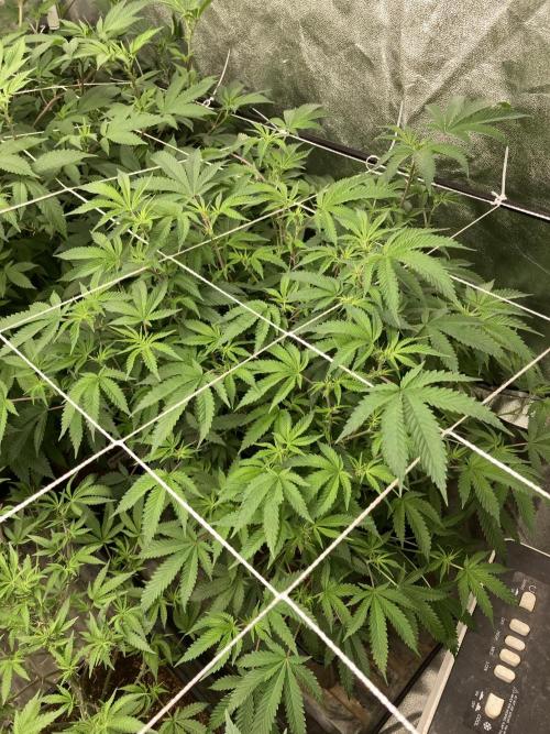 Colorado Nightshifter (Relentless). Week 18