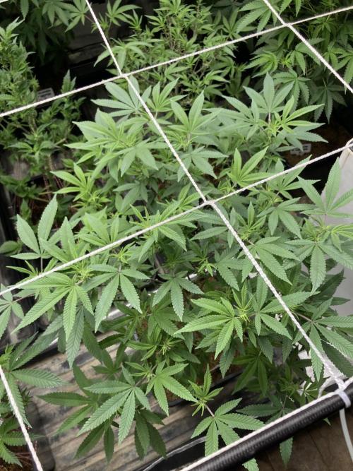 Glazed Pastries#3 (In House Genetics). Week 2