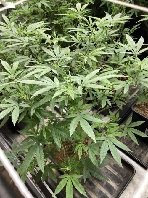 Glazed Pastries#3 (In House Genetics). Week 2