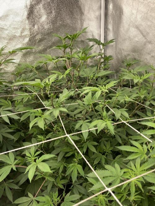 PLATINUMZ#2 (In House Genetics). Week 2