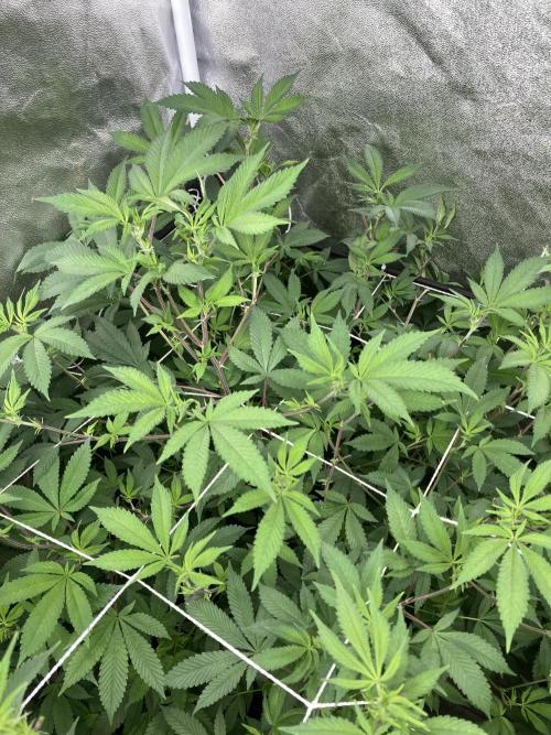 PLATINUMZ#2 (In House Genetics). Week 2