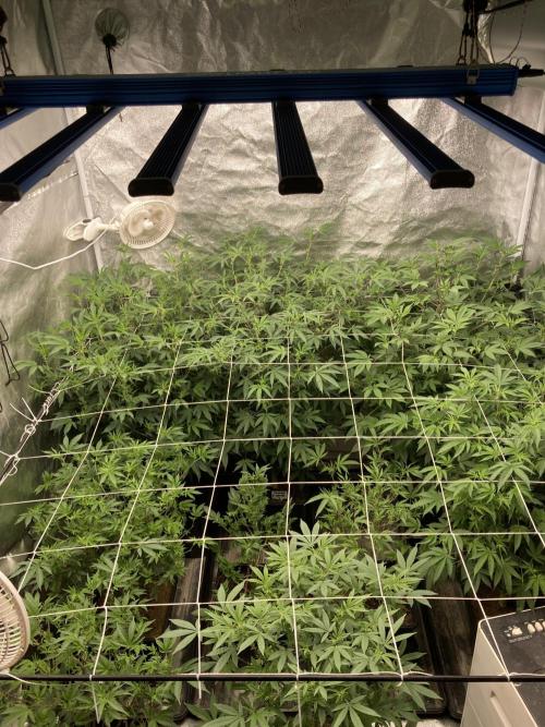 PLATINUMZ#2 (In House Genetics). Week 2