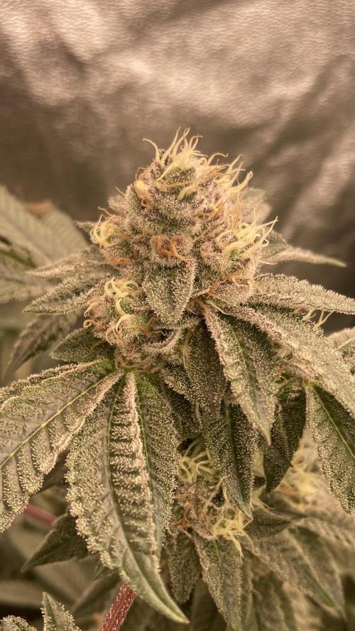 Rainbow Gelato (Wizard Trees). Week 18