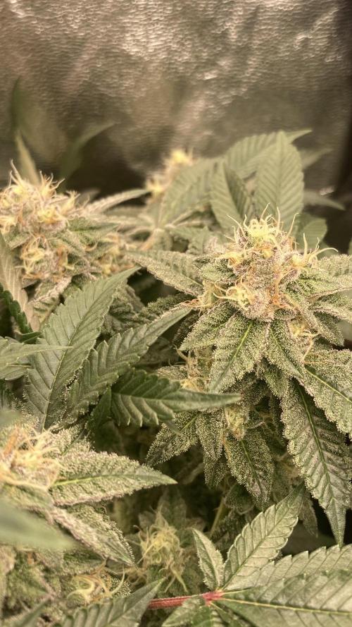 Rainbow Gelato (Wizard Trees). Week 18