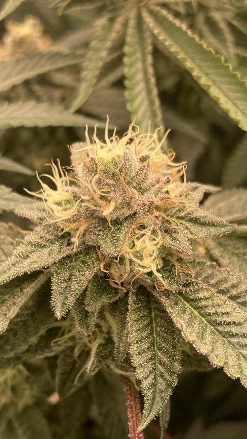 Rainbow Gelato (Wizard Trees). Week 18