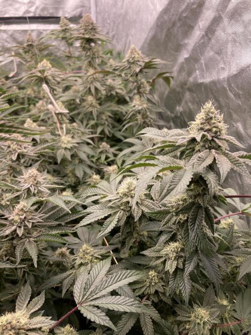 Rainbow Gelato (Wizard Trees). Week 18