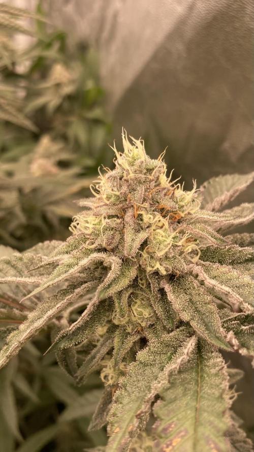 Rainbow Gelato (Wizard Trees). Week 18