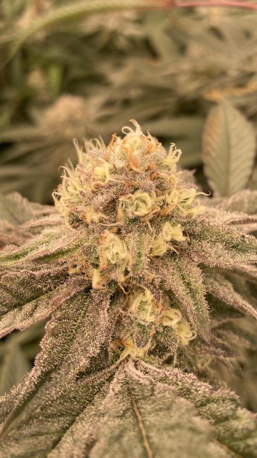 Rainbow Gelato (Wizard Trees). Week 18