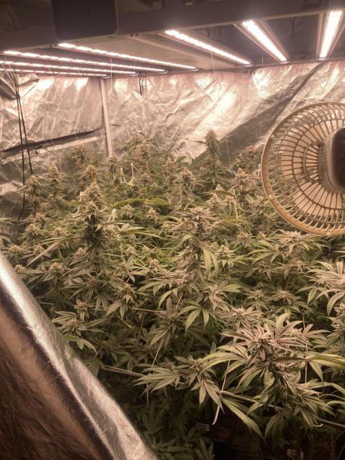 Sugoi Zushi (In House Genetics). Week 18