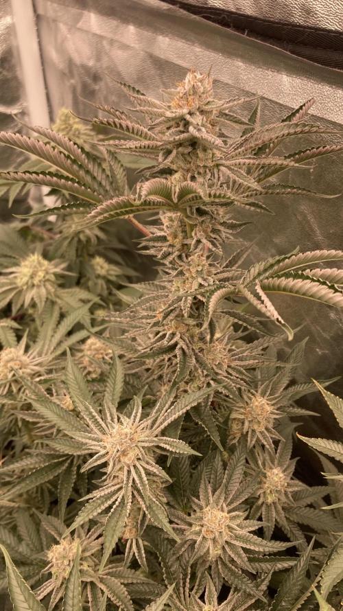 Sugoi Zushi (In House Genetics). Week 18