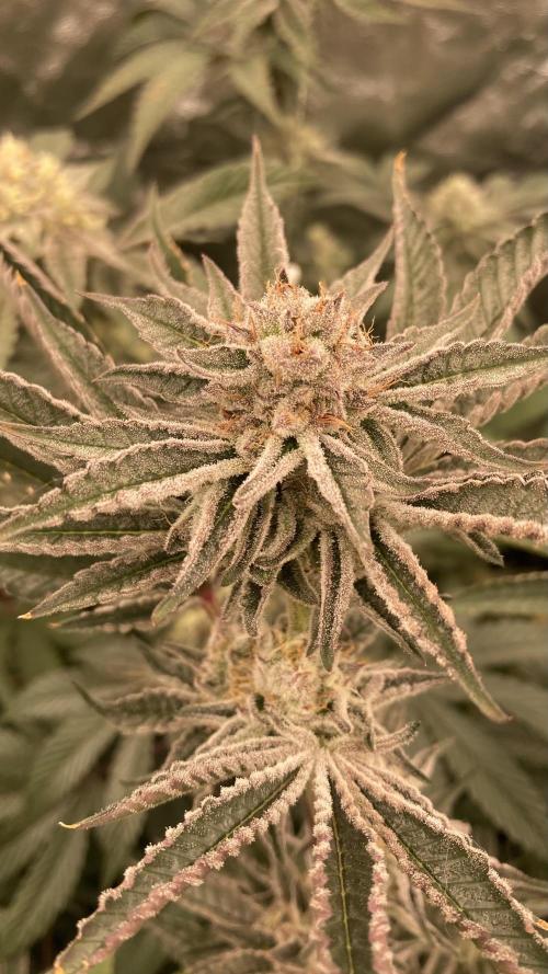 Sugoi Zushi (In House Genetics). Week 18