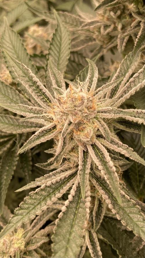 Sugoi Zushi (In House Genetics). Week 18