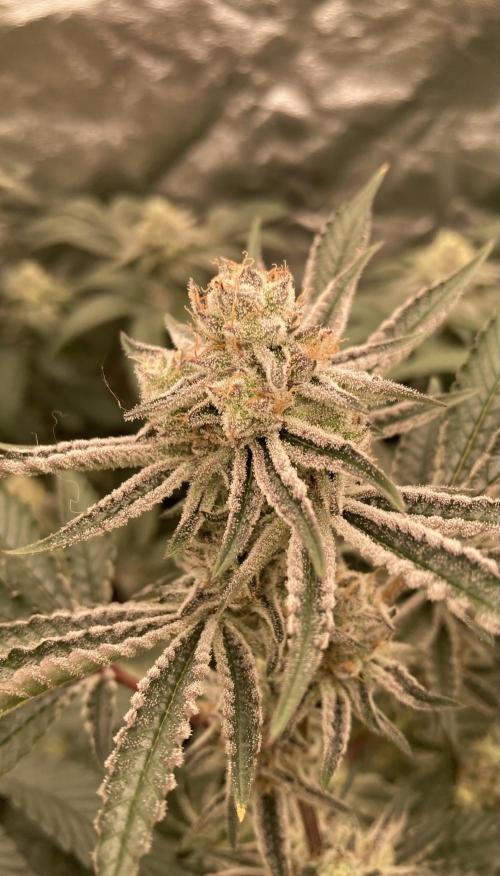 Sugoi Zushi (In House Genetics). Week 18