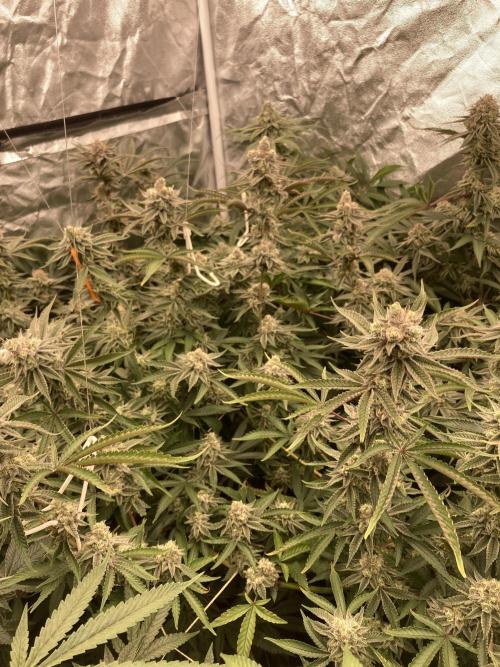 Sugoi Zushi (In House Genetics). Week 18