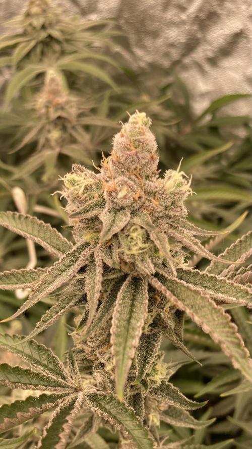 Sugoi Zushi (In House Genetics). Week 18