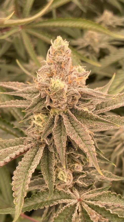 Sugoi Zushi (In House Genetics). Week 18