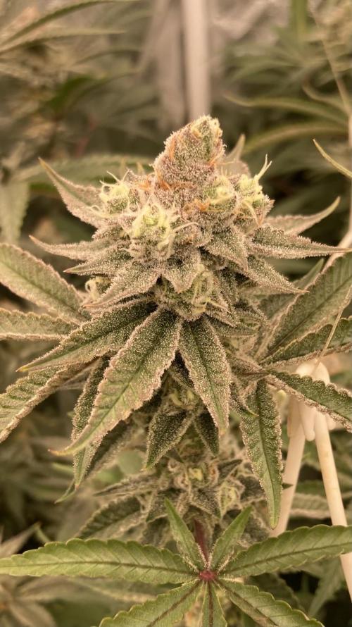 Sugoi Zushi (In House Genetics). Week 18