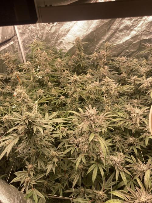 Sugoi Zushi (In House Genetics). Week 18