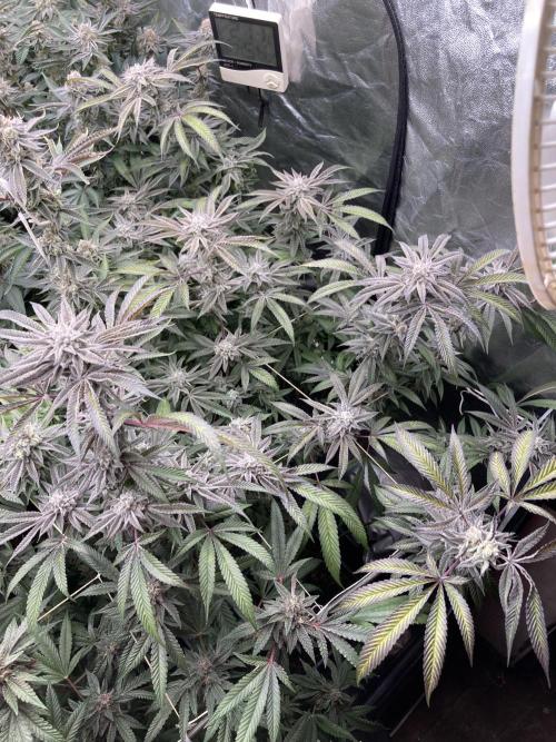 Pink Runtz x Hollywood (Cookies). Week 17