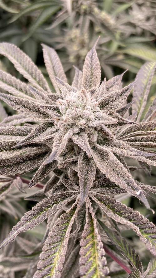 Pink Runtz x Hollywood (Cookies). Week 17