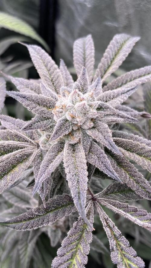 Pink Runtz x Hollywood (Cookies). Week 17