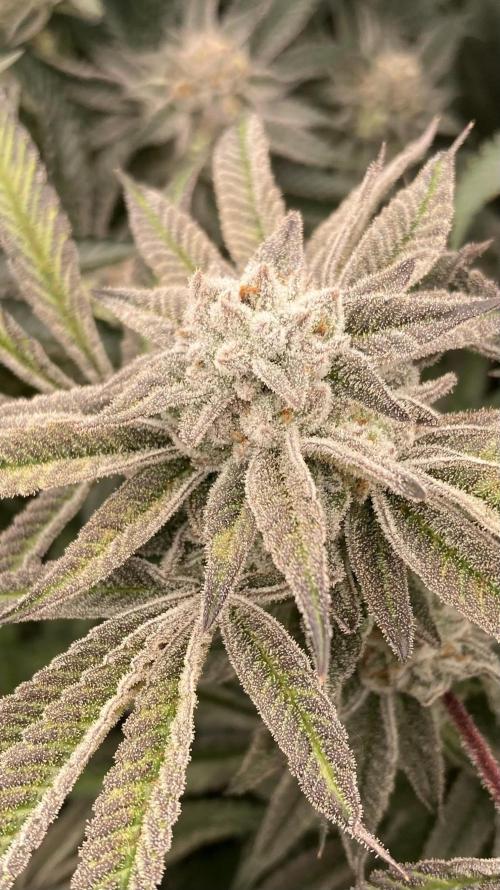 Pink Runtz x Hollywood (Cookies). Week 17