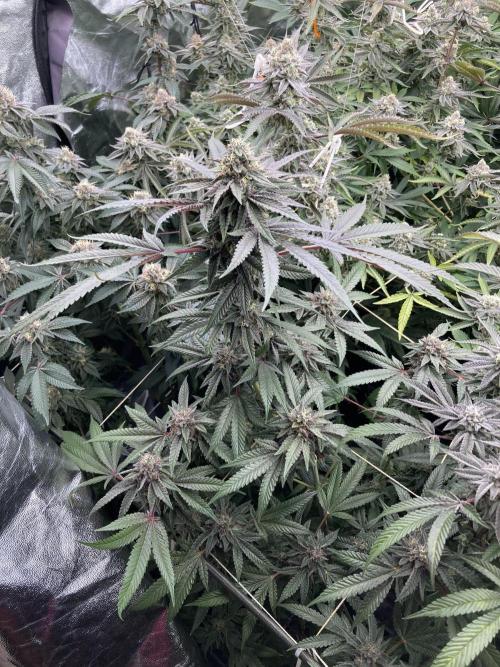 Pink Runtz x Hollywood (Cookies). Week 17