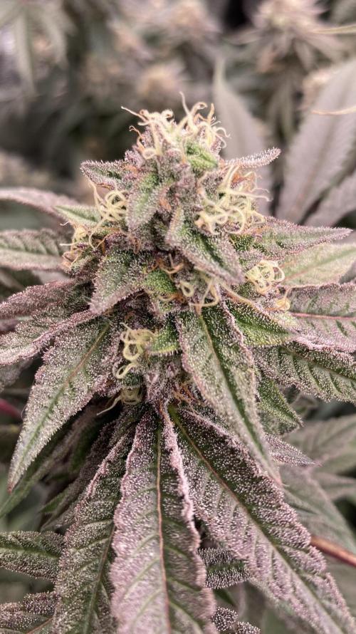 Pink Runtz x Hollywood (Cookies). Week 17