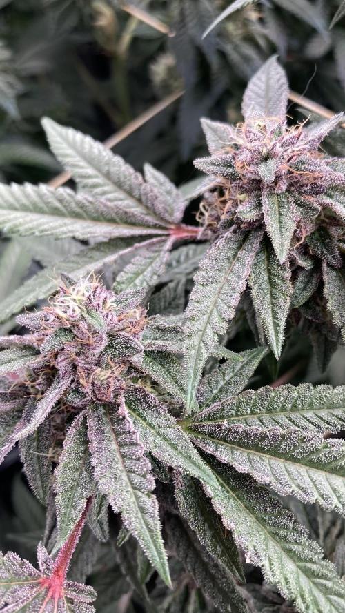 Pink Runtz x Hollywood (Cookies). Week 17