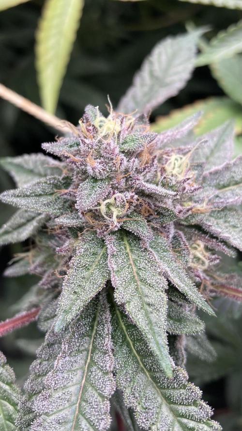 Pink Runtz x Hollywood (Cookies). Week 17