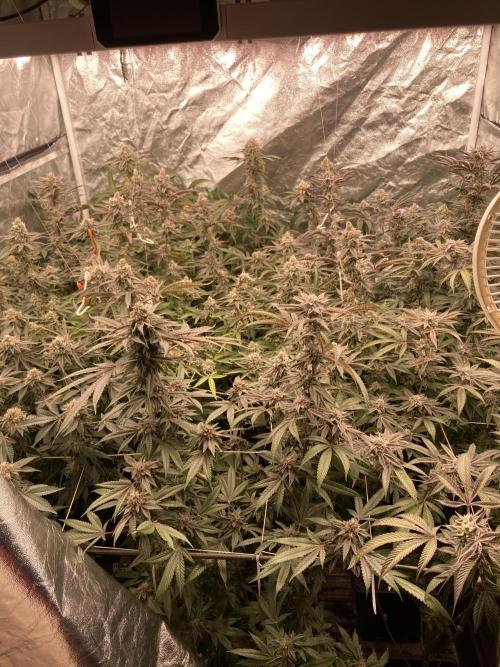 Glazed Pastries (In House Genetics). Week 16