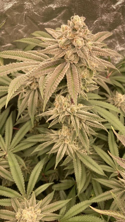 Glazed Pastries (In House Genetics). Week 16