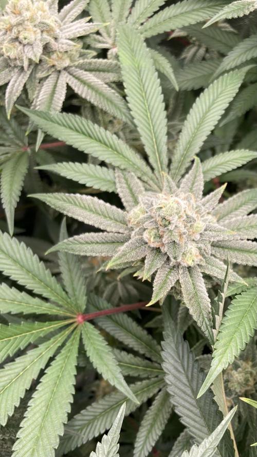 Glazed Pastries (In House Genetics). Week 16