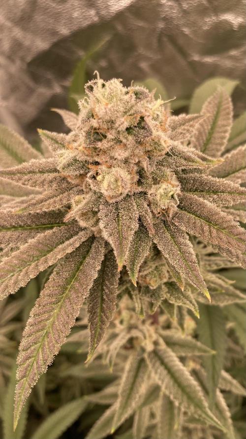 Glazed Pastries (In House Genetics). Week 16