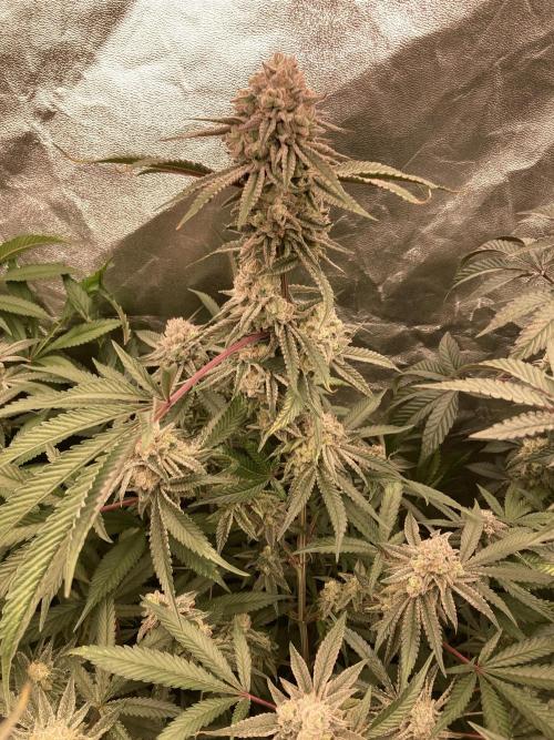 Glazed Pastries (In House Genetics). Week 16