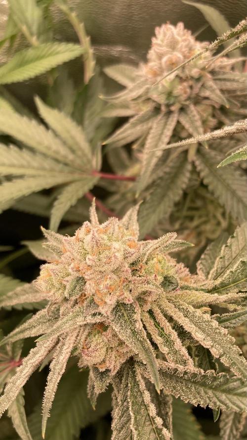 Glazed Pastries (In House Genetics). Week 16