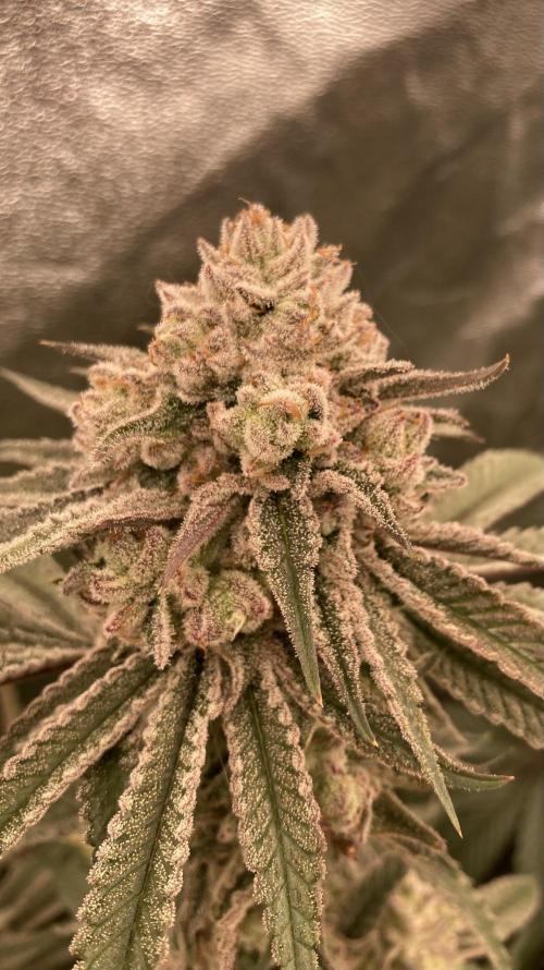 Glazed Pastries (In House Genetics). Week 16