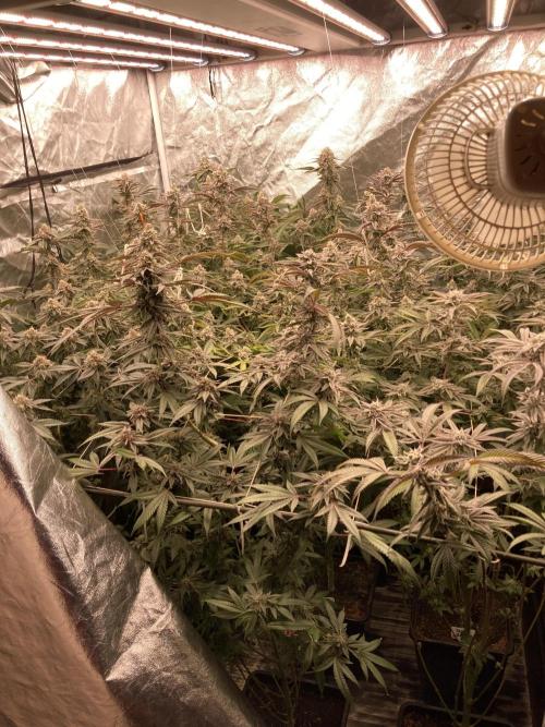 Glazed Pastries (In House Genetics). Week 16