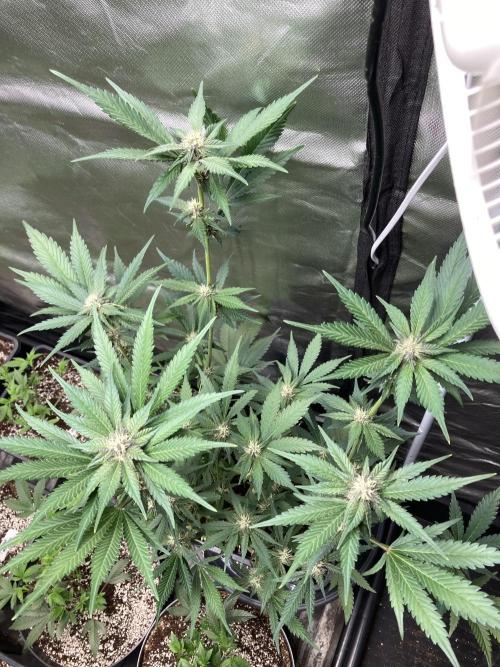 Getting Frosty with the Boys. Week 8