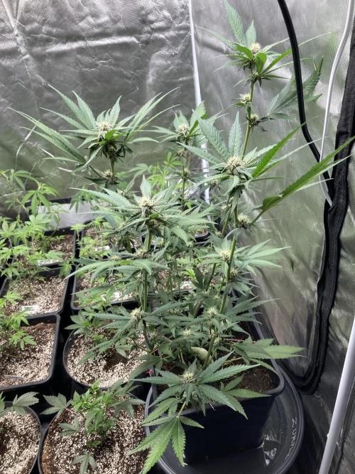 Getting Frosty with the Boys. Week 8